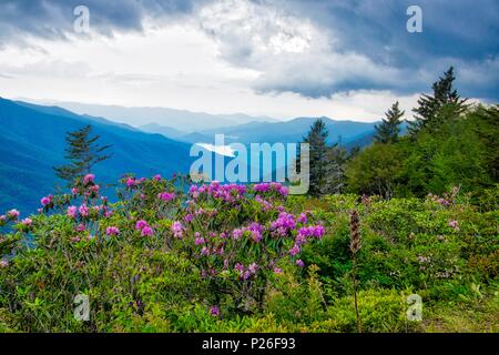 Craggy Baum auf der felsigen trail Gärten auf dem Blue Ridge Parkway, North Carolina Stockfoto