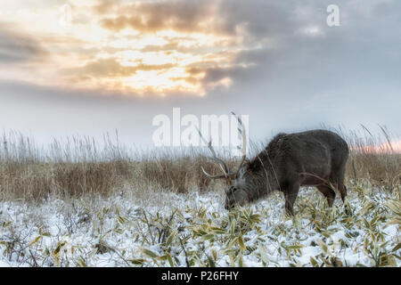 Sika Hirsche, Notsuke Halbinsel, Shibetsu, Eastern Hokkaido Stockfoto