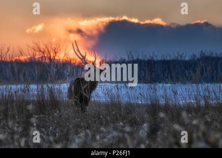 Sika Hirsche, Notsuke Halbinsel, Shibetsu, Eastern Hokkaido Stockfoto