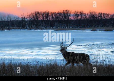 Sika Hirsche, Notsuke Halbinsel, Shibetsu, Eastern Hokkaido Stockfoto