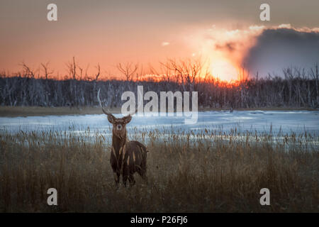 Sika Hirsche, Notsuke Halbinsel, Shibetsu, Eastern Hokkaido Stockfoto