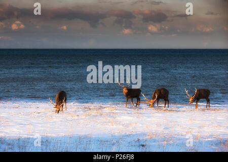 Sika Hirsche, Notsuke Halbinsel, Shibetsu, Eastern Hokkaido Stockfoto