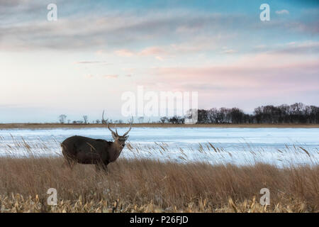 Sika Hirsche, Notsuke Halbinsel, Shibetsu, Eastern Hokkaido Stockfoto