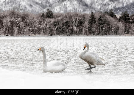 Singschwänen, Kotan Onsen, Ostküste des Sees Kussharo, Eastern Hokkaido, Japan Stockfoto