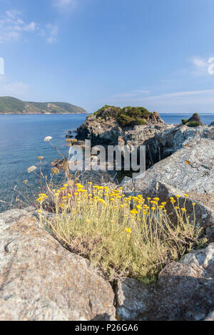 Gelbe Wildblumen, Lacona, Capoliveri, Insel Elba, Livorno Provinz, Toskana, Italien Stockfoto