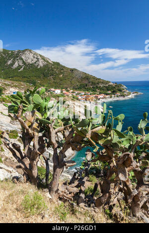 Feigenkakteen auf Felsen über dem Meer, Pomonte, Marciana, Insel Elba, Livorno Provinz, Toskana, Italien Stockfoto