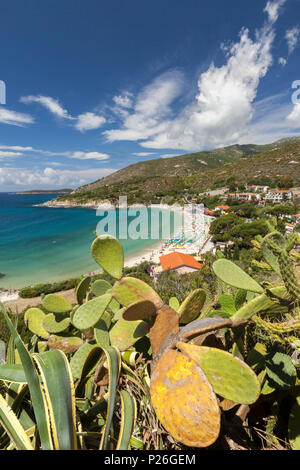 Feigenkakteen auf Felsen über dem Meer, der Strand von Cavoli, Marciana, Insel Elba, Livorno Provinz, Toskana, Italien Stockfoto