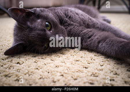 Pet-Russisch Blau Katze posiert und zur Festlegung auf dem Teppich Stockfoto