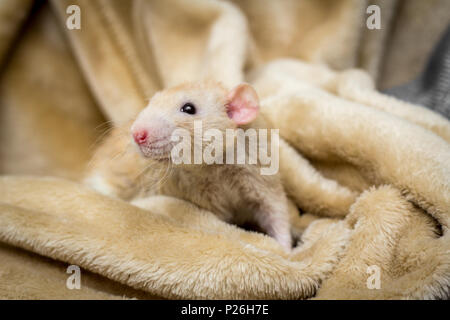 Fancy fawn farbige Dumbo eared Haustier Ratte erkunden eine Decke Stockfoto