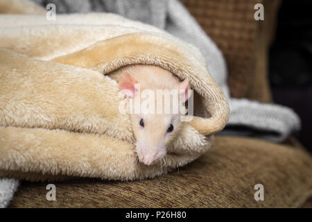 Fancy fawn farbige Dumbo eared Haustier Ratte erkunden eine Decke Stockfoto