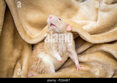 Fancy fawn farbige Dumbo eared Haustier Ratte erkunden eine Decke Stockfoto
