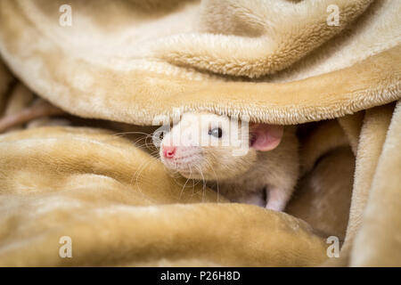 Fancy fawn farbige Dumbo eared Haustier Ratte erkunden eine Decke Stockfoto