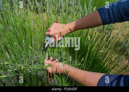 Ein paar Hände ernten Lavendel mit der Frau Scherer. Stockfoto