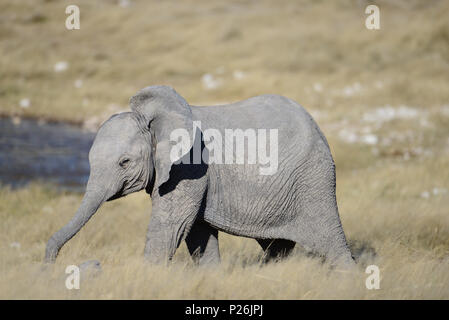 Baby Elephant in getrocknetem Schlamm bedeckt, die Savanne in der Nähe von einem Wasserloch im Etosha National Park, Namibia. Stockfoto
