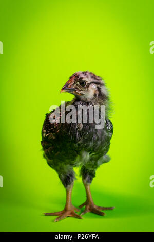 Junge heranwachsende Silber - geschnürte Wyandotte chicken farm Henne portrait Stockfoto