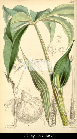 . WFitch, deletlith. Vincent BrooH IlT 1 P'. 1865. Bentham-Moxon Vertrauen.; Curtis, William; Curtis's Botanical Magazine Widmungen, 1827-1927: Porträts und biographische Notizen.; Royal Botanic Gardens, Kew.; Stanley Smith Horticultural Trust. Curtis's Botanical Magazine. London; New York [u.a.] : Academic Press [usw.] Http://biodiversitylibrary.org/page/439151 72 Curtis's Botanical Magazine (Tab. 5496) (8569793164) Stockfoto