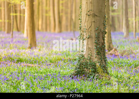 Bluebells Teppich in die Halle Wald, Halle, Bruxelles, Flämisch Brabant, Flandern, Belgien Stockfoto