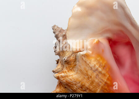 Trockene gigantische Sea Shell. Weiche Oberfläche innen, rauh und texturierte auf der Außenseite. Stockfoto