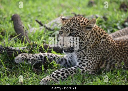 Junge Leopard auf der Massai Mara savannah Warten auf Rückkehr der Mutter mit Beute (Panthera pardus). Bild in der OLARE Motorogi Conservancy genommen Stockfoto