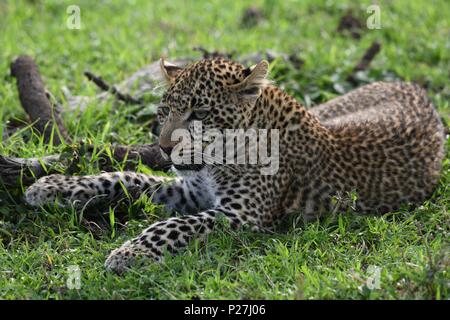 Junge Leopard auf der Massai Mara savannah Warten auf Rückkehr der Mutter mit Beute (Panthera pardus). Bild in der OLARE Motorogi Conservancy genommen Stockfoto