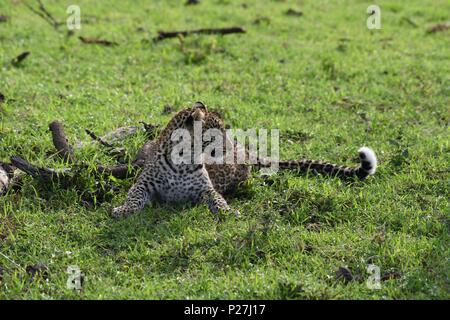 Junge Leopard auf der Massai Mara savannah Warten auf Rückkehr der Mutter mit Beute (Panthera pardus). Bild in der OLARE Motorogi Conservancy genommen Stockfoto