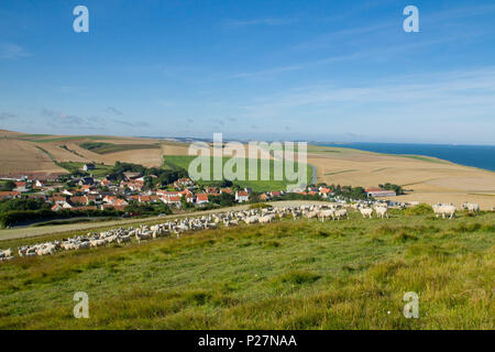 Boulonnais Schafe auf der Website von Cap Blanc-Nez (wörtlich Kap weiße Nase), im Regionalen Naturpark "Parc naturel Regional des Caps et Marais d'Opa Stockfoto