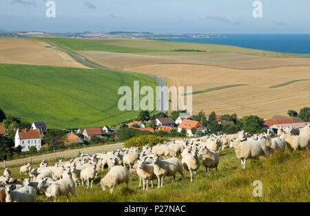 Boulonnais Schafe auf der Website von Cap Blanc-Nez (wörtlich Kap weiße Nase), im Regionalen Naturpark "Parc naturel Regional des Caps et Marais d'Opa Stockfoto