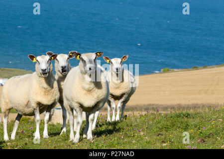 Boulonnais Schafe auf der Website von Cap Blanc-Nez (wörtlich Kap weiße Nase), im Regionalen Naturpark "Parc naturel Regional des Caps et Marais d'Opa Stockfoto