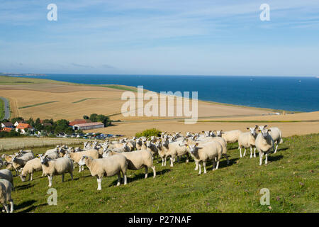 Boulonnais Schafe auf der Website von Cap Blanc-Nez (wörtlich Kap weiße Nase), im Regionalen Naturpark "Parc naturel Regional des Caps et Marais d'Opa Stockfoto