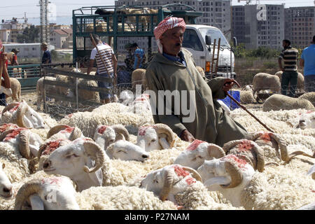 Algerien: Schafe Markt am 2016/09/08 in Ouled Fayet, in der wilayah von Algier, wenige Tage vor dem Eid al-Adha, hat keine bestimmte Zeitdauer Stockfoto