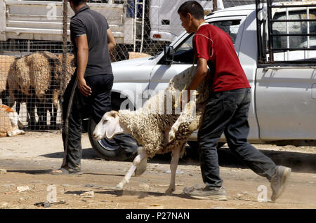 Algerien: Schafe Markt am 2016/09/08 in Ouled Fayet, in der wilayah von Algier, wenige Tage vor dem Eid al-Adha, hat keine bestimmte Zeitdauer Stockfoto