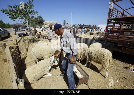 Algerien: Schafe Markt am 2016/09/08 in Ouled Fayet, in der wilayah von Algier, wenige Tage vor dem Eid al-Adha, hat keine bestimmte Zeitdauer Stockfoto