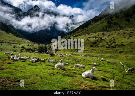 Hautes-Pyrenees Abteilung (Pyrenäen, Frankreich): Die Moudang Tal, der zu dem Netzwerk der Naturschutzgebiete "Nat Stockfoto