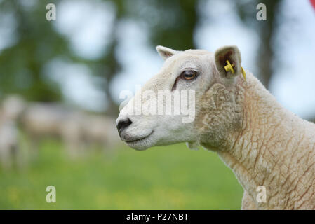 Schafzucht, Mutterschafe in einem Feld Stockfoto