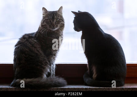 Zwei Katzen sitzen auf einem Fenster Stockfoto