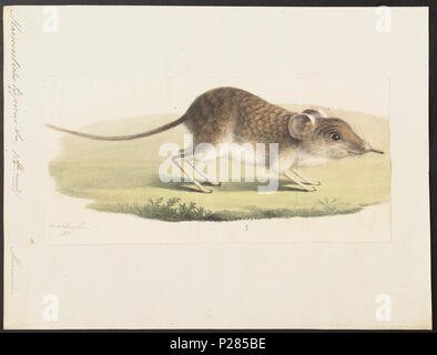 UBA01 IZ 20900070-y, 07-04-09, 10:19, 8 C7844 x9422 (50 +126), 100 % % % %, Tooncurve 11030, 1/60 s, R 80.6, G 54.6, B 58,3 180 Macroscelides typicus - 1700-1880 - Drucken - Iconographia Zoologica - Sondersammlungen Universität Amsterdam - UBA01 IZ 20900063 Stockfoto