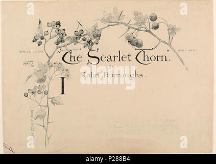 . Englisch: Zeichnen, Design für die Titelseite der Scarlet Thorn, von John Burroughs, in St. Nicolas, Juli 1892, 1892 veröffentlicht. Englisch: Über den Titel, den Autor und die ersten Buchstaben (I) Es ist eine Anordnung von Blättern, Blüten, Beeren und Thorn Niederlassungen mit der Bezeichnung "Washington Thorn" (unten links); 'White Thorn" (oben links); 'Apple haw' (rechts oben). 1892 103 Zeichnen, Design für die Titelseite der Scarlet Thorn, von John Burroughs, veröffentlicht in St. Nicolas, Juli 1892, 1892 (CH) 18384797 Stockfoto