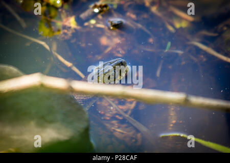 Gebänderte nördlichen Wasserschlange gehen für eine im See schwimmen Stockfoto
