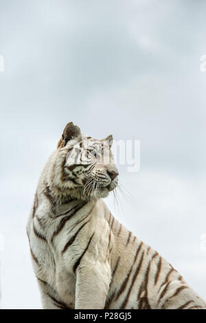 Atemberaubende portrait Bild von hybrid White Tiger Panthera tigris in lebendige Landschaft und Laub. Stockfoto