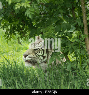 Atemberaubende portrait Bild von hybrid White Tiger Panthera tigris in lebendige Landschaft und Laub. Stockfoto