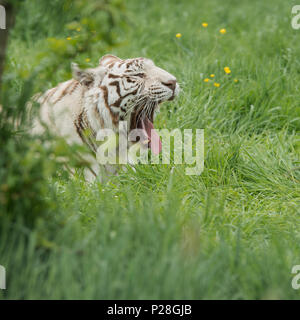 Atemberaubende portrait Bild von hybrid White Tiger Panthera tigris in lebendige Landschaft und Laub. Stockfoto