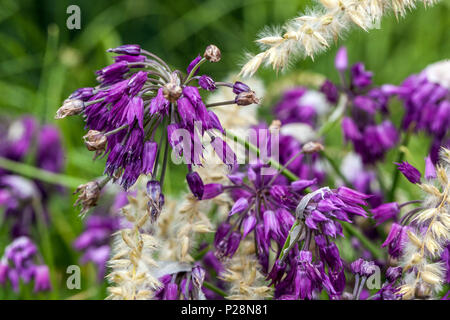 Allium insubricum, Melica ciliata Stockfoto