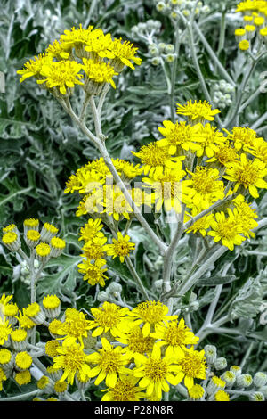 Extensa maritima 'Bicolor' Stockfoto