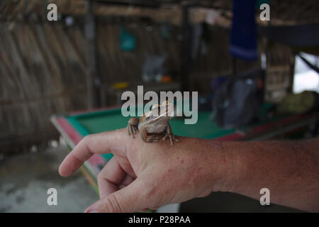 Ein Mann halten einen Frosch, eine Hütte aus Palmenblättern in northweast Brasilien Stockfoto