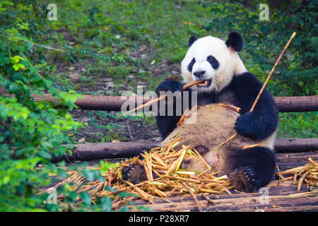 Giant Panda Essen Bambus liegend auf Holz in Chengdu, Provinz Sichuan, China Stockfoto