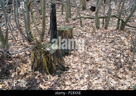 Zwei Stümpfe in den Wald Stockfoto