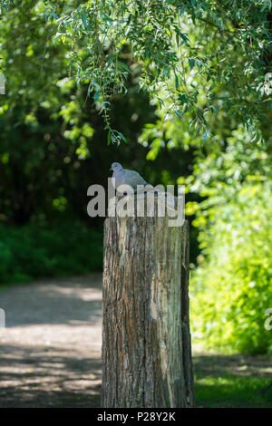 Collared Dove auf Baumstamm Stockfoto