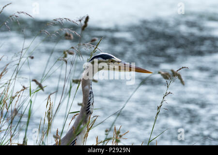 Ein Reiher durch einen Kanal. Die Reiher sind die langbeinige Süßwasser- und Küstenvögel in der Familie Ardeidae Stockfoto