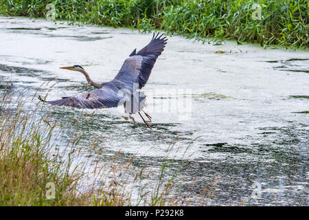 Ein Reiher durch einen Kanal. Die Reiher sind die langbeinige Süßwasser- und Küstenvögel in der Familie Ardeidae Stockfoto