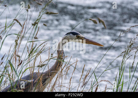 Ein Reiher durch einen Kanal. Die Reiher sind die langbeinige Süßwasser- und Küstenvögel in der Familie Ardeidae Stockfoto